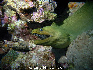 It's not easy being Green! A couple years ago there was a... by Lisa Hinderlider 